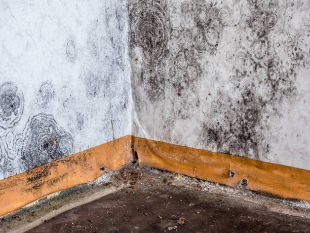 Best Forensic Mold Investigation  in Valparaiso, FL